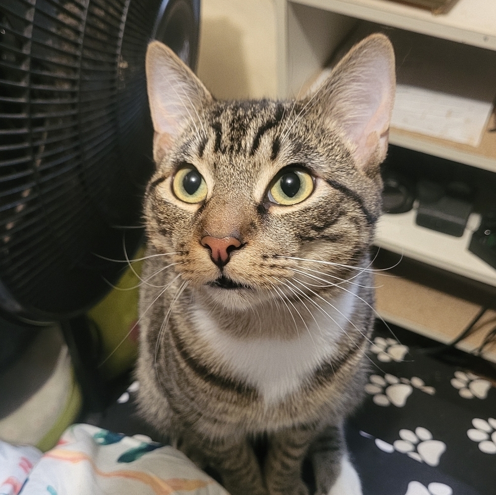 Meet your Posher, Caraline